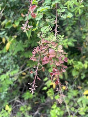 Pithecellobium circinale