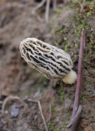 Mountain Blond Morel