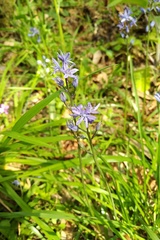Hyacinthoides paivae