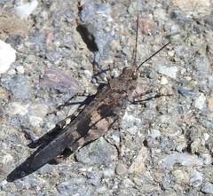 Trimerotropis fontana