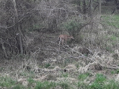 Odocoileus virginianus macrourus