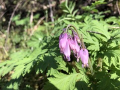 Dicentra formosa formosa