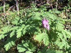 Dicentra formosa formosa