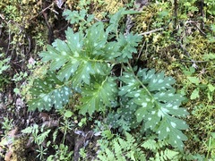 Hydrophyllum fendleri