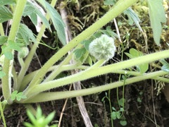 Hydrophyllum fendleri