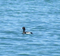 Aythya fuligula