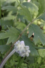 Hydrophyllum fendleri