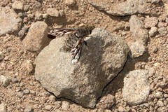 Conophorus fenestratus