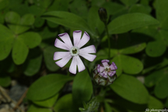 Silene secundiflora