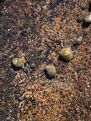 Tectarius striatus