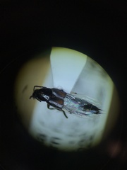 Philonthus cruentatus