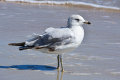 Larus delawarensis