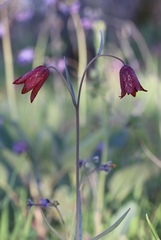 Fritillaria gentneri