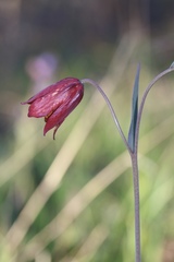 Fritillaria gentneri