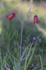 Fritillaria gentneri