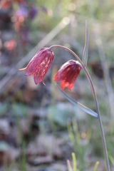 Fritillaria gentneri