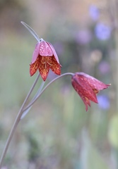 Fritillaria gentneri