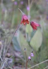 Fritillaria gentneri