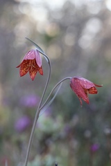 Fritillaria gentneri