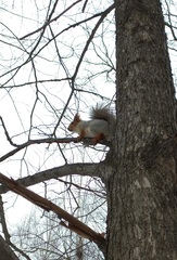 Sciurus vulgaris