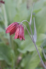 Fritillaria gentneri