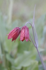 Fritillaria gentneri