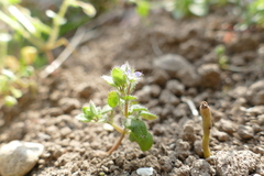 Veronica sublobata