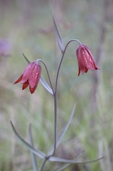 Fritillaria gentneri