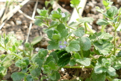 Veronica sublobata
