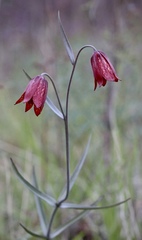 Fritillaria gentneri