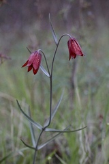 Fritillaria gentneri