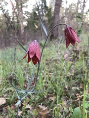 Fritillaria gentneri
