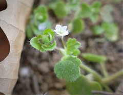 Veronica sublobata