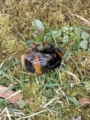 Bombus terrestris