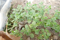 Veronica sublobata