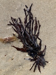 Fucus serratus