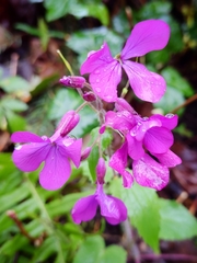 Lunaria annua