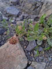 Sanguisorba verrucosa