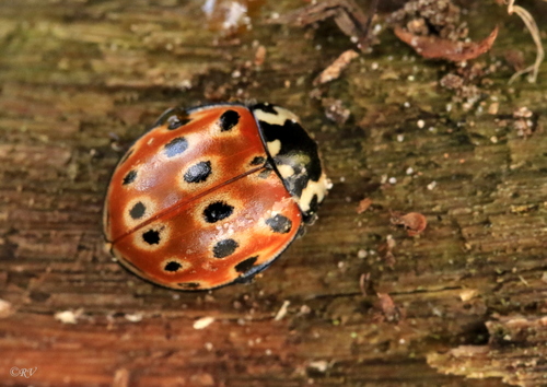 Anatis ocellata (Linnaeus, 1758)