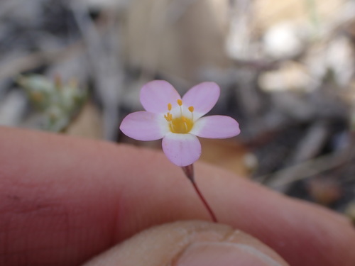 Image of Leptosiphon ambiguus by no rights reserved