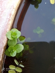 Rotala rotundifolia