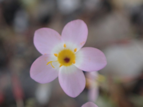 Image of Leptosiphon ambiguus by no rights reserved