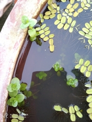 Rotala rotundifolia