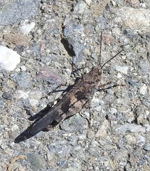 Trimerotropis fontana