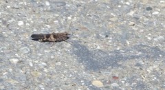 Trimerotropis fontana