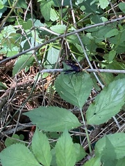 Gnamptopelta
