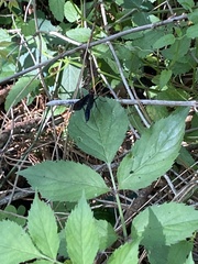 Gnamptopelta