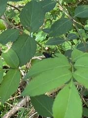 Gnamptopelta
