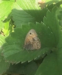 Paramacera xicaque xicaque