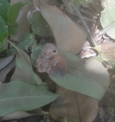 Paramacera xicaque xicaque